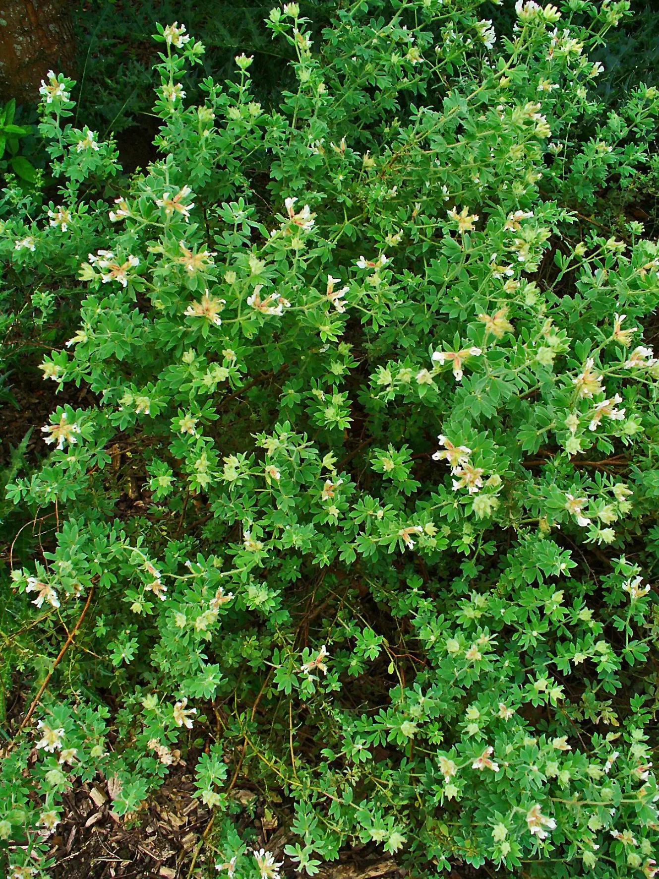 Hairy Canary Flower (Dorycnium Hirsutum) — each about 1/4 inch in diameter