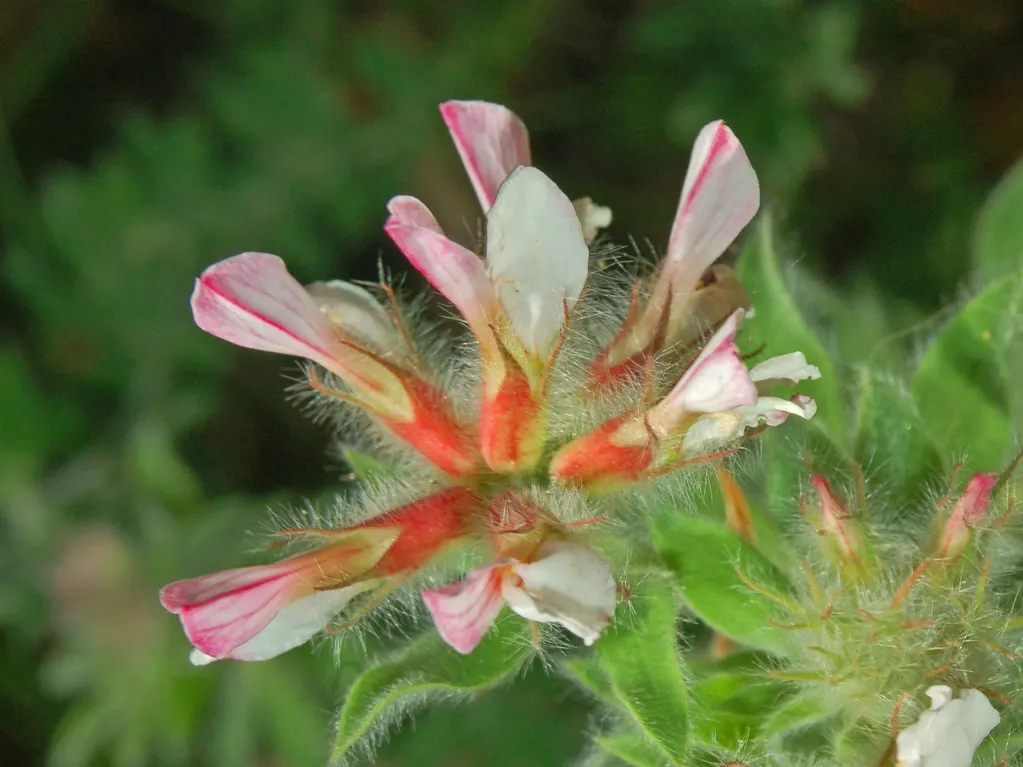 Hairy Canary Flower (Dorycnium Hirsutum) — ground cover / shrub with pink blooms