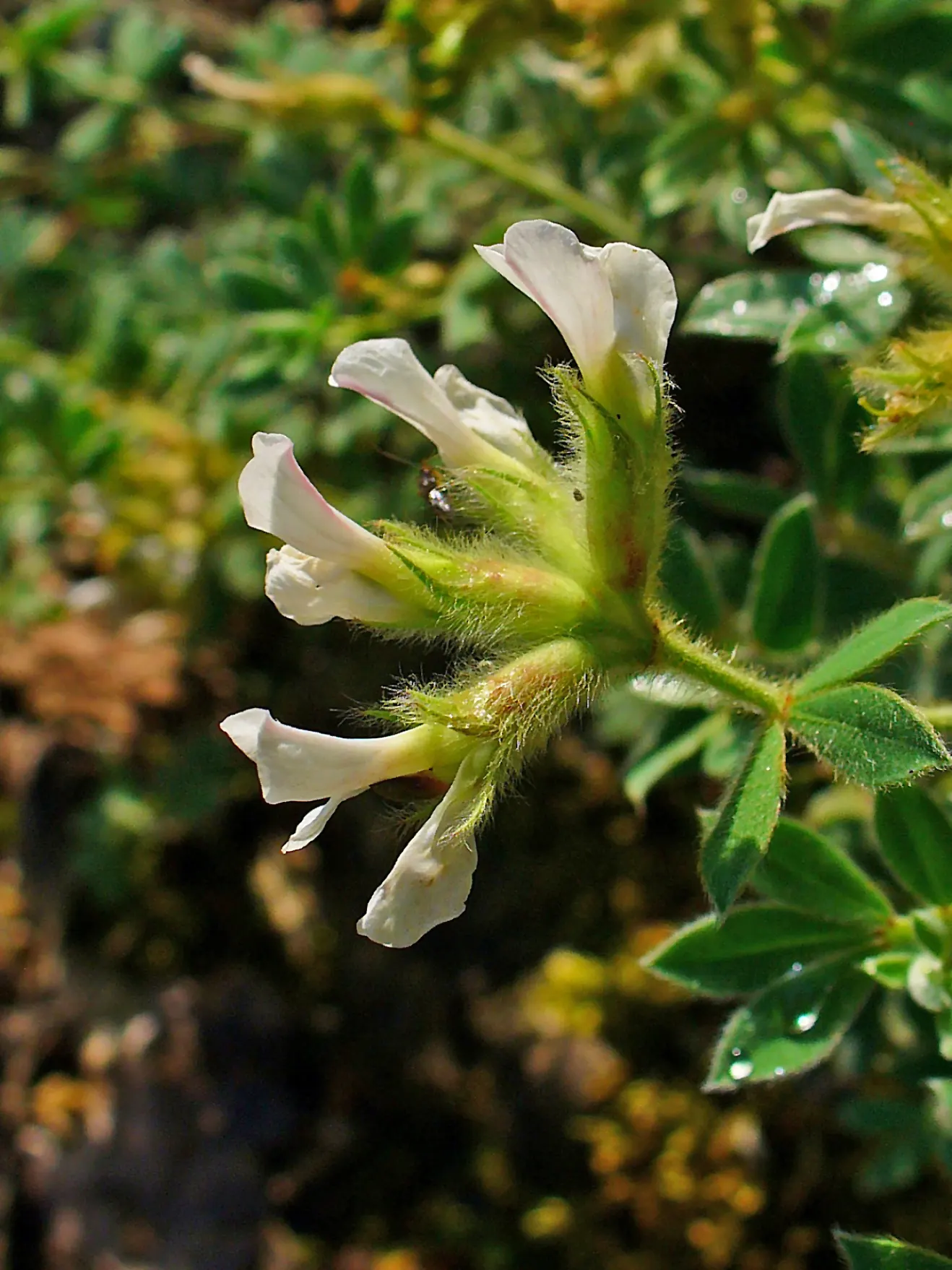Hairy Canary Flower (Dorycnium Hirsutum) — Dorycnium hirsutum is adaptable to a range of soil types; it thrives in well-drained soils and full sun to partial