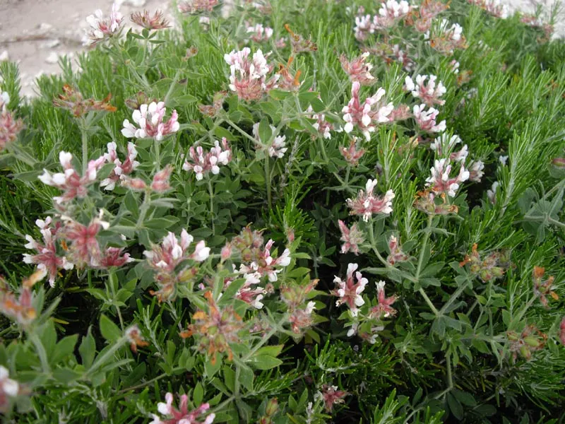 Hairy Canary Flower (Dorycnium Hirsutum) — scientifically known as Dorycnium hirsutum; pink flowers in the garden
