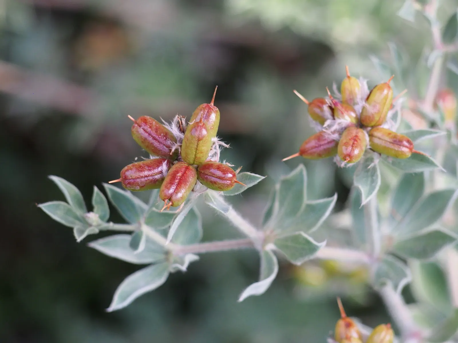 Hairy Canary Flower (Dorycnium Hirsutum) — frothy appearance.<br><br>Characterized by its mounding habit; this hardy perennial is well-loved for its fine