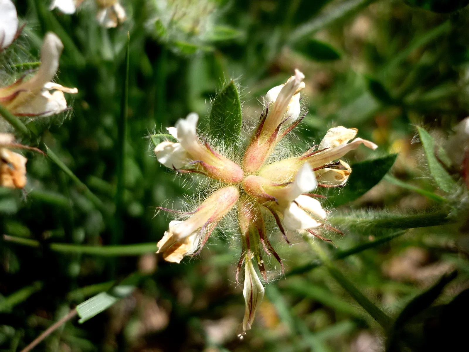 Hairy Canary Flower (Dorycnium Hirsutum) — pink flowers in the garden