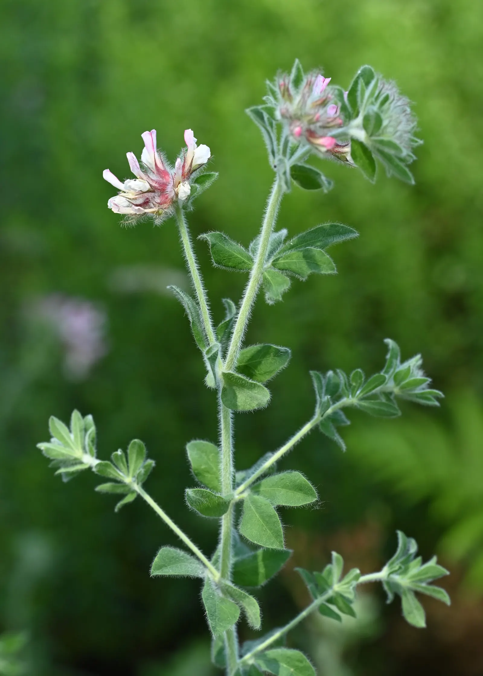 Hairy Canary Flower (Dorycnium Hirsutum) — scientifically known as Dorycnium hirsutum