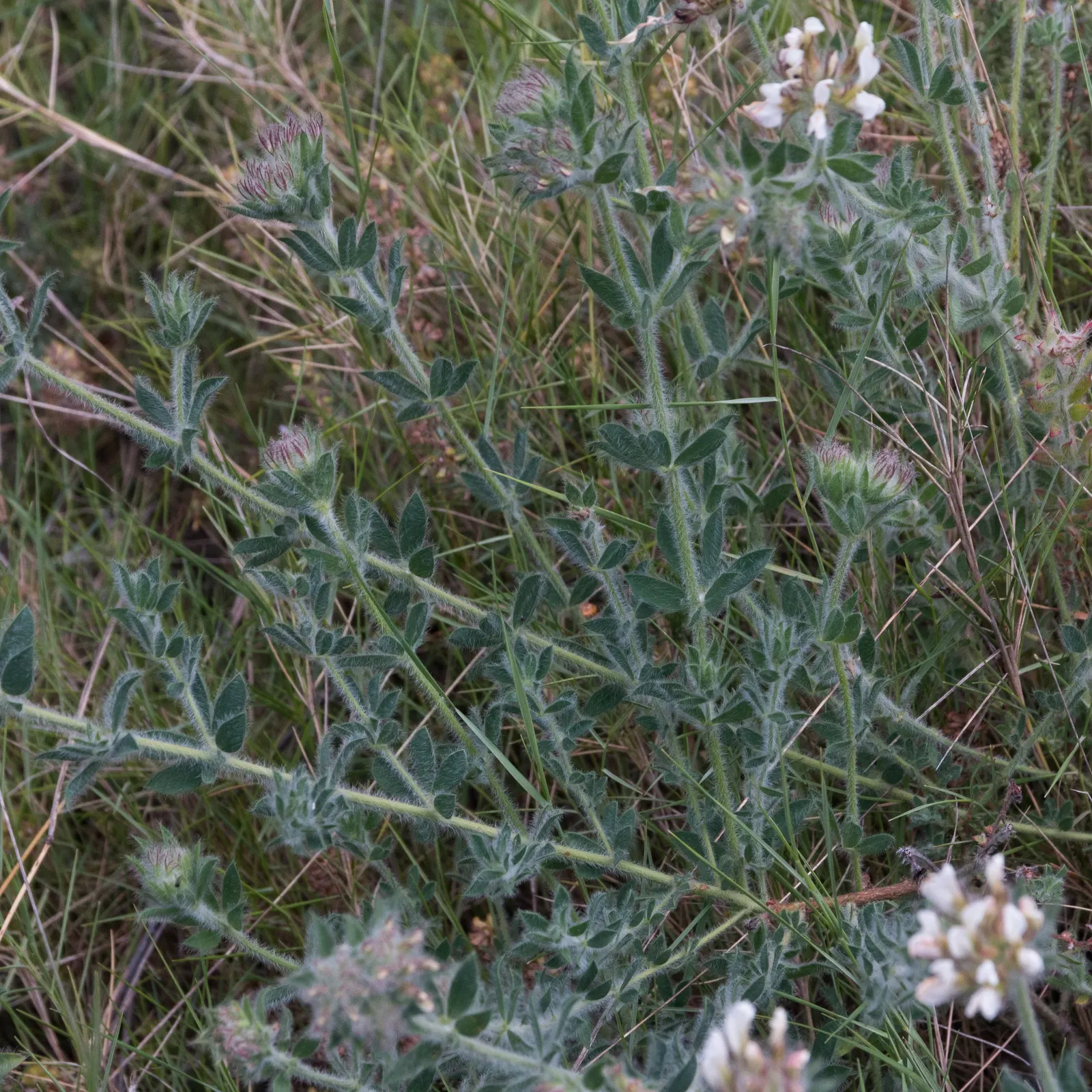 Hairy Canary Flower (Dorycnium Hirsutum) — Its hardiness zones range from 8 to 10.<br><br>When introducing the Hairy Canary Flower to your landscape