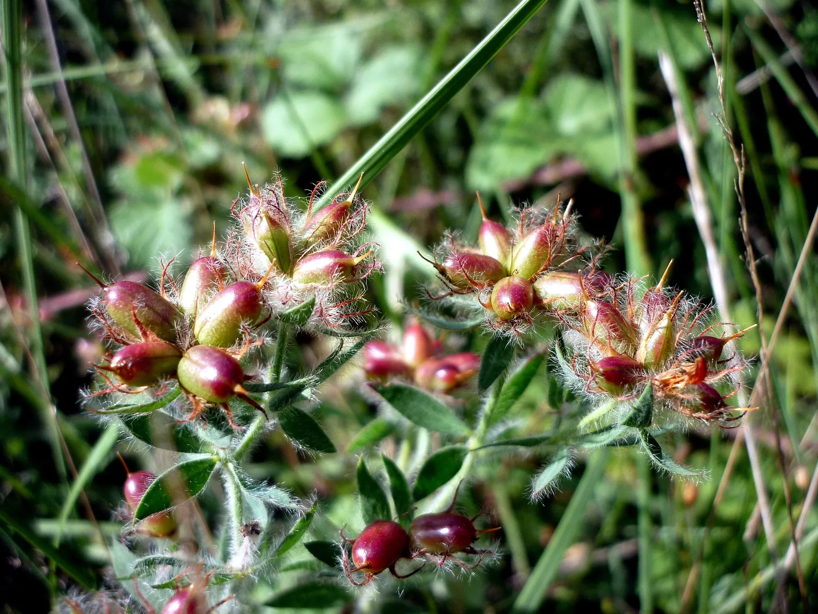 Hairy Canary Flower (Dorycnium Hirsutum) — valued for its charming foliage and delicate blossoms; each about 1/4 inch in diameter