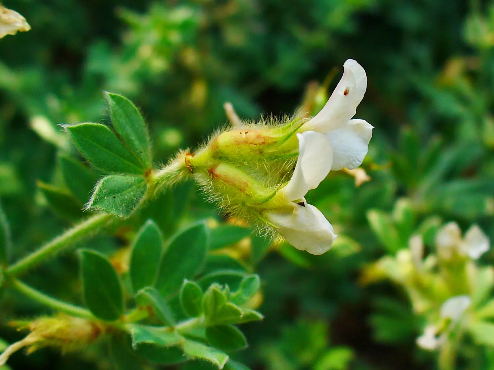 Hairy Canary Flower (Dorycnium Hirsutum) — Each flower cluster is a subtle arrangement of tiny blooms; consider its drought tolerance