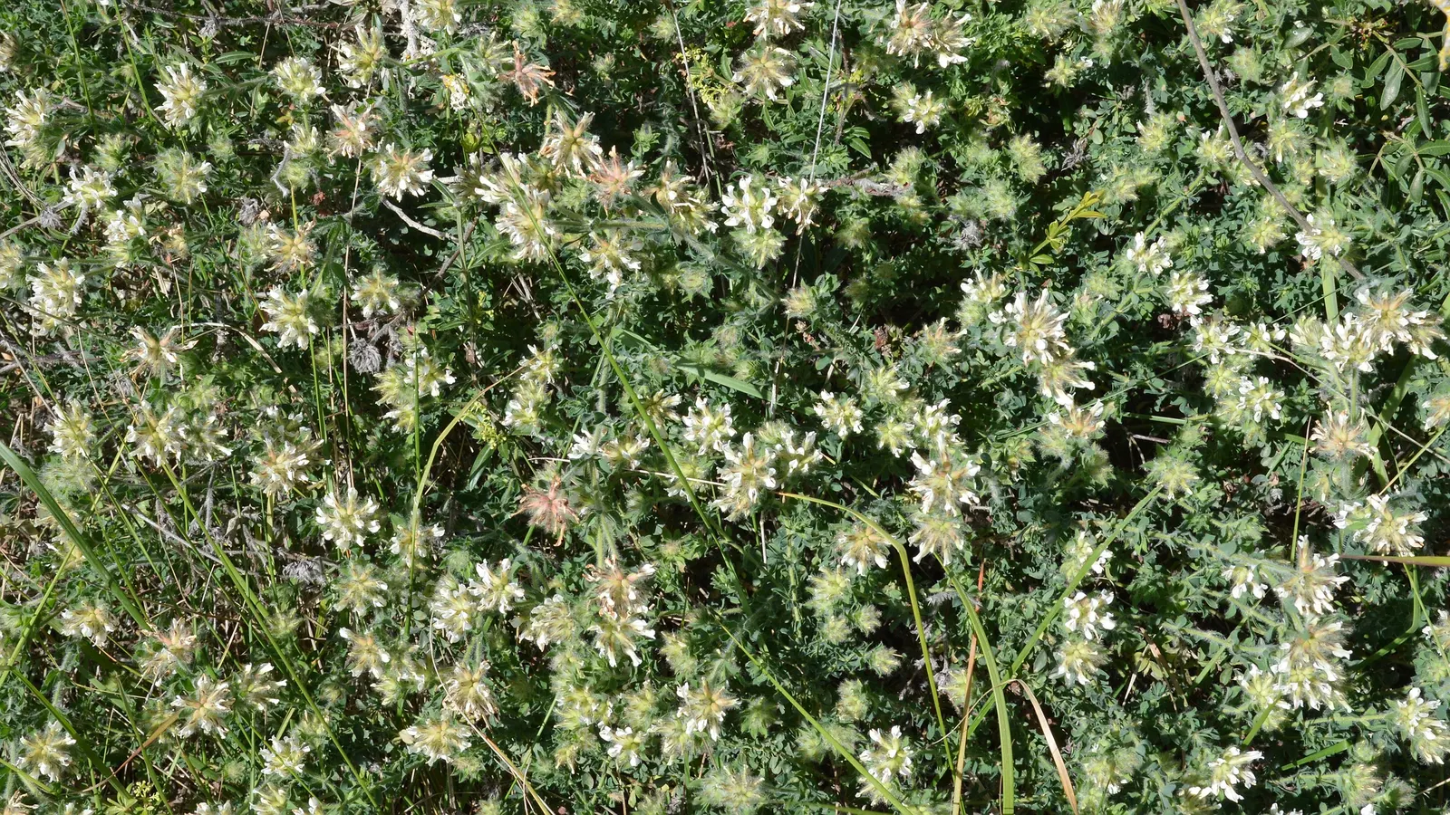 Hairy Canary Flower (Dorycnium Hirsutum) — is a distinct evergreen perennial