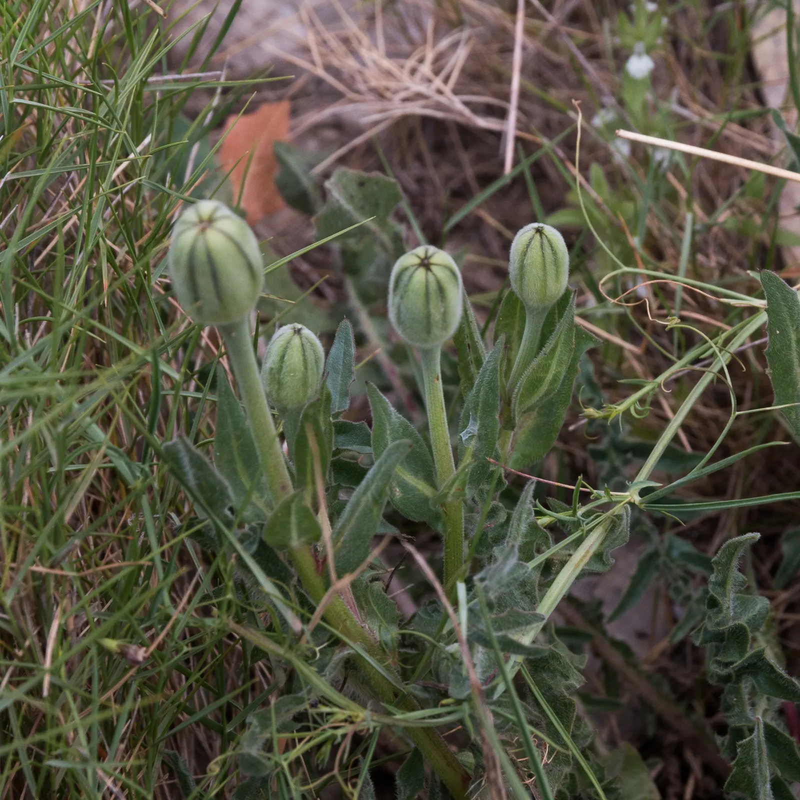 Hairy Canary Flower (Dorycnium Hirsutum) — making it a superb choice for ground cover