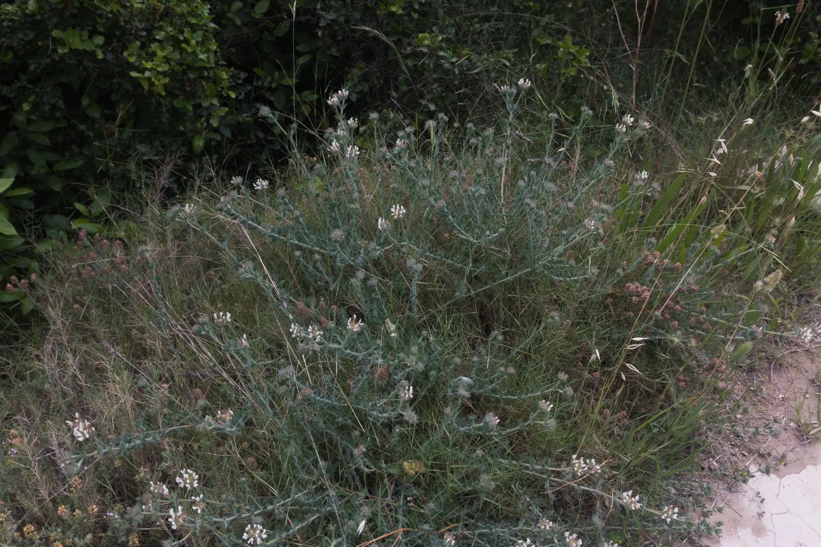 Hairy Canary Flower (Dorycnium Hirsutum) — valued for its charming foliage and delicate blossoms