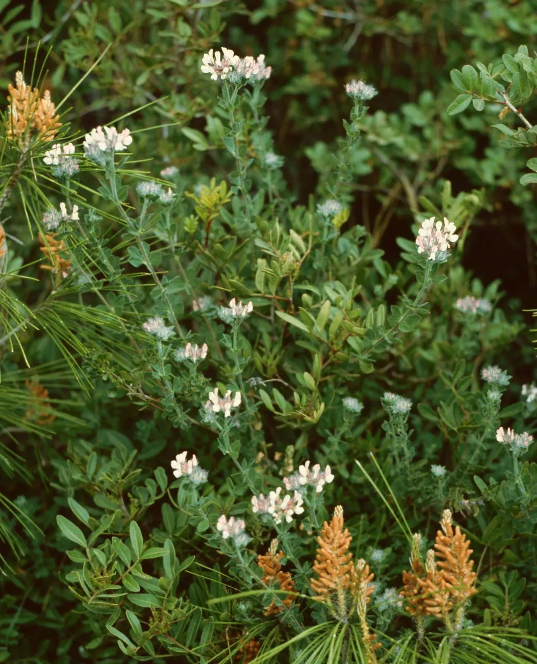 Hairy Canary Flower (Dorycnium Hirsutum) — is a distinct evergreen perennial; this plant features petite, silvery-gray leaves and dense, woolly stems, giving