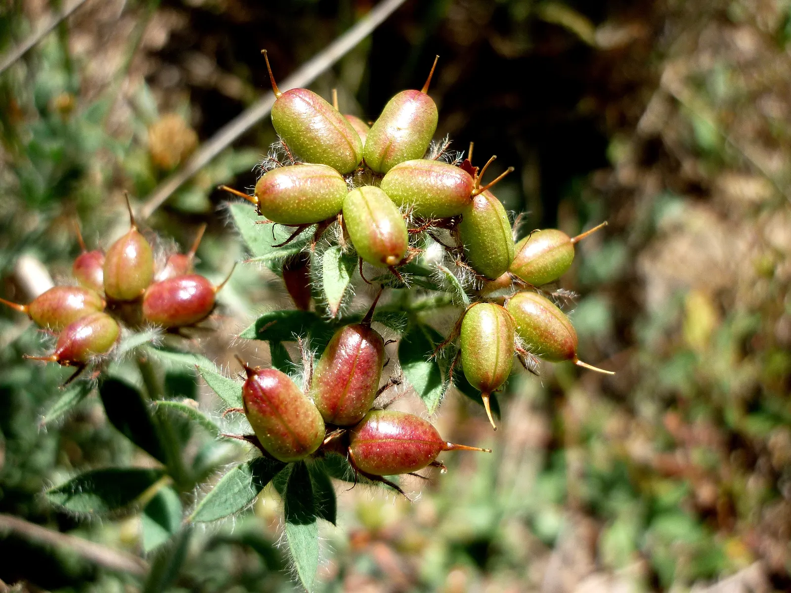 Hairy Canary Flower (Dorycnium Hirsutum) — consider its drought tolerance
