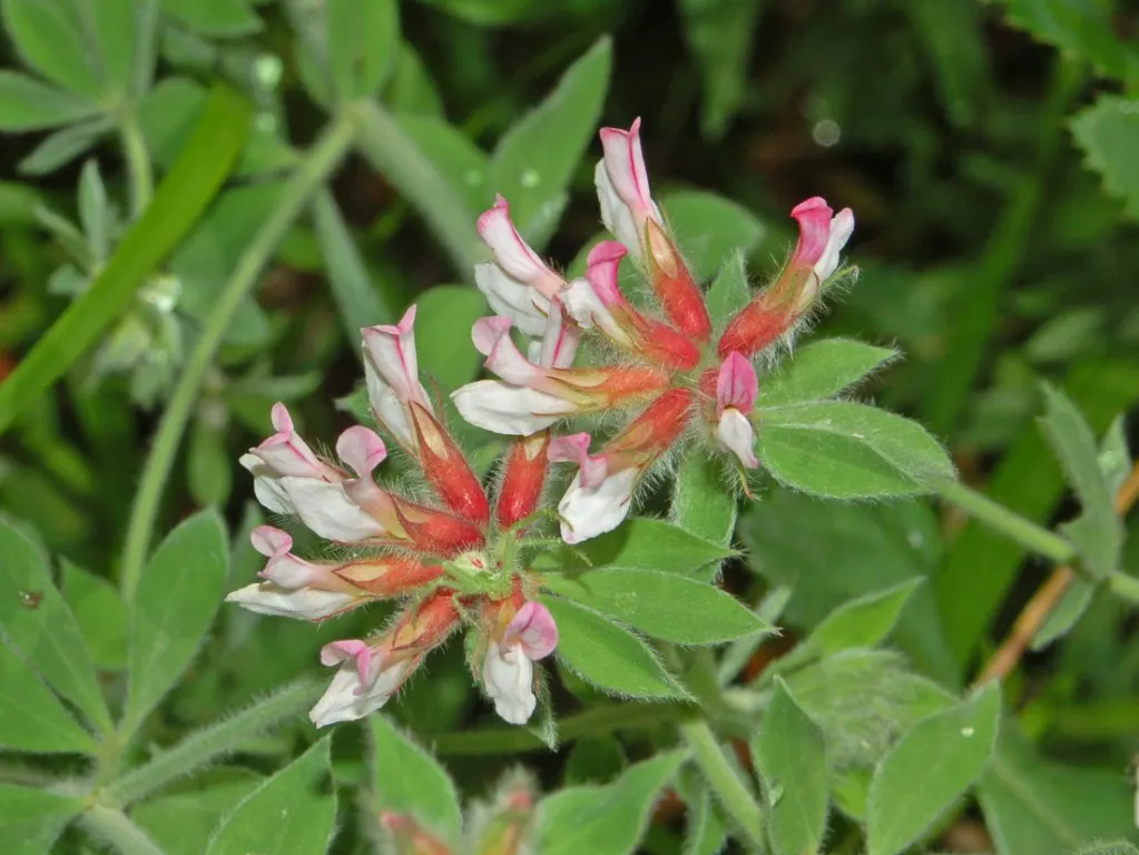 Hairy Canary Flower (Dorycnium Hirsutum) — In summer, it offers a profusion of small, pinkish-white flowers that attract pollinators