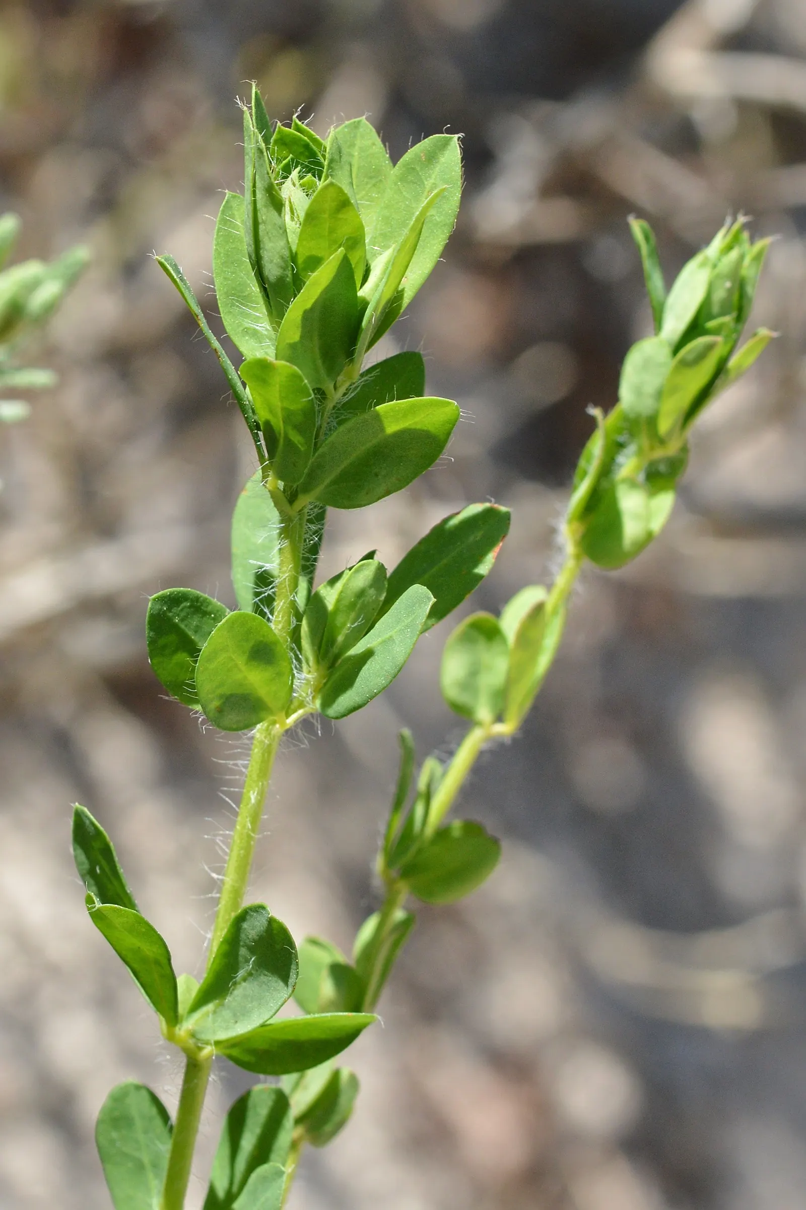 Hairy Canary Flower (Dorycnium Hirsutum) — though it thrives best in well-drained