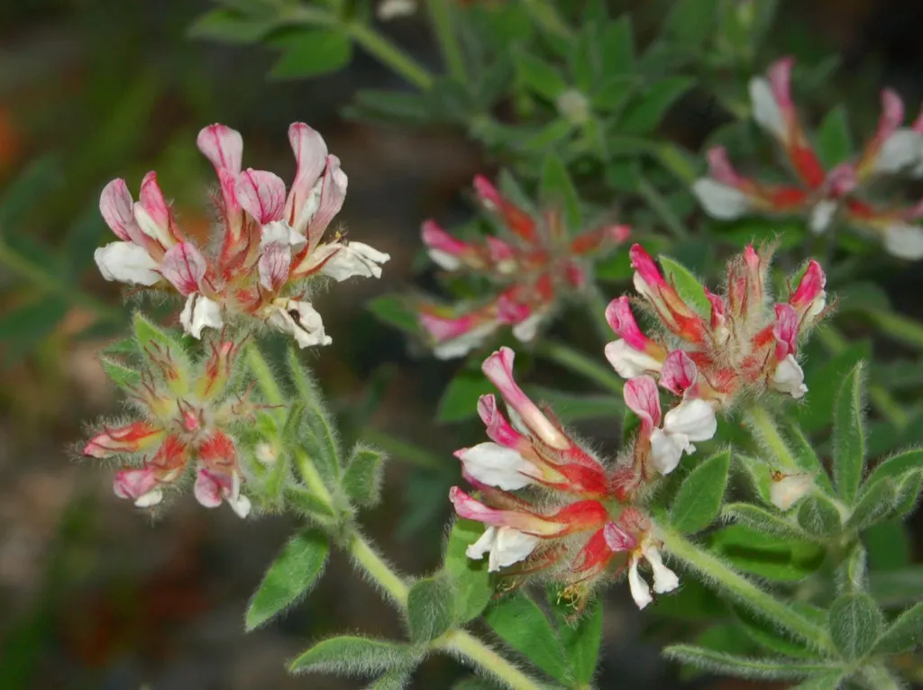 Hairy Canary Flower (Dorycnium Hirsutum) — Once established, it is notably drought-tolerant, demanding minimal maintenance; and ability to attract butterflies