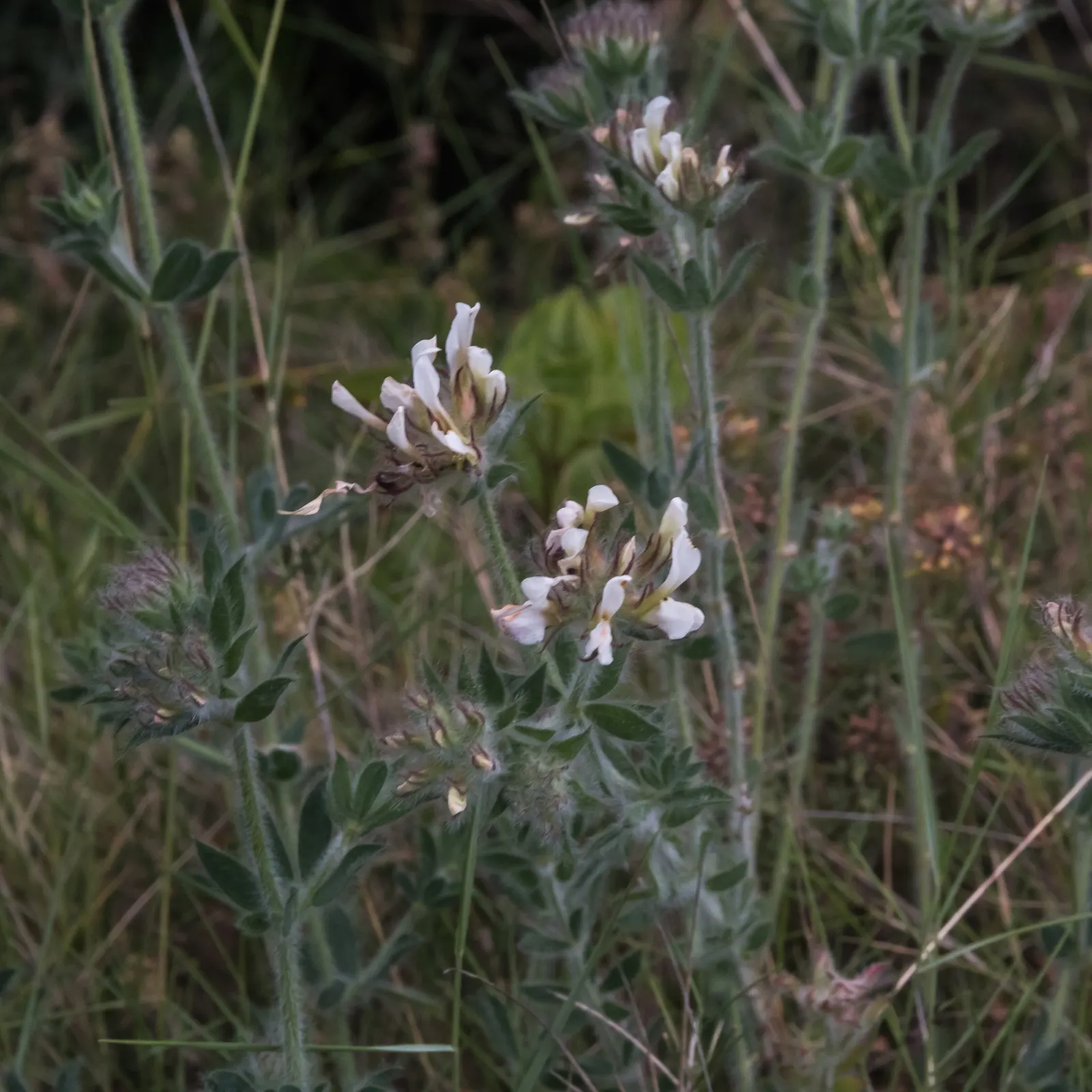 Hairy Canary Flower (Dorycnium Hirsutum) — Dorycnium hirsutum is adaptable to a range of soil types