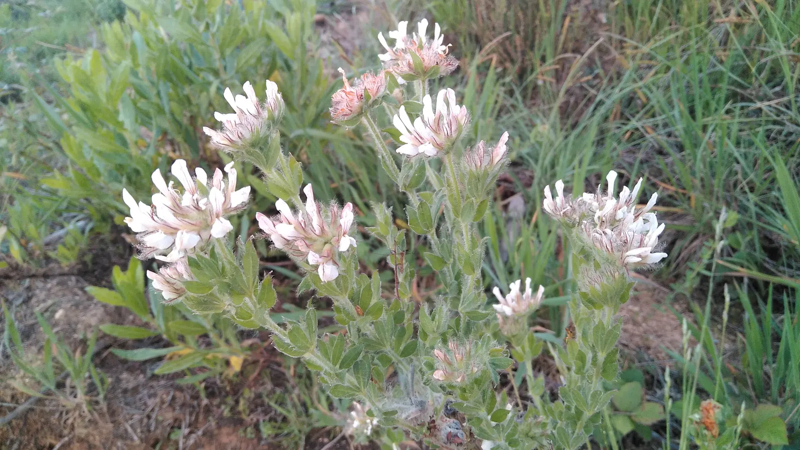 Hairy Canary Flower (Dorycnium Hirsutum) — and ability to attract butterflies and bees