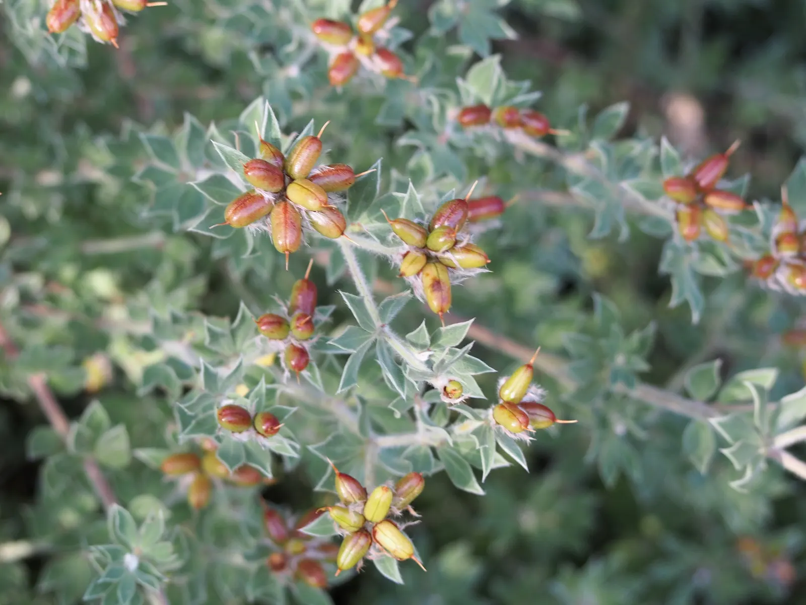 Hairy Canary Flower (Dorycnium Hirsutum) — Its hardiness zones range from 8 to 10.<br><br>When introducing the Hairy Canary Flower to your landscape; it