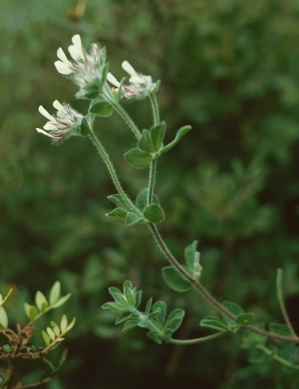 Hairy Canary Flower (Dorycnium Hirsutum) — It typically reaches 18-24 inches in height with an equal spread
