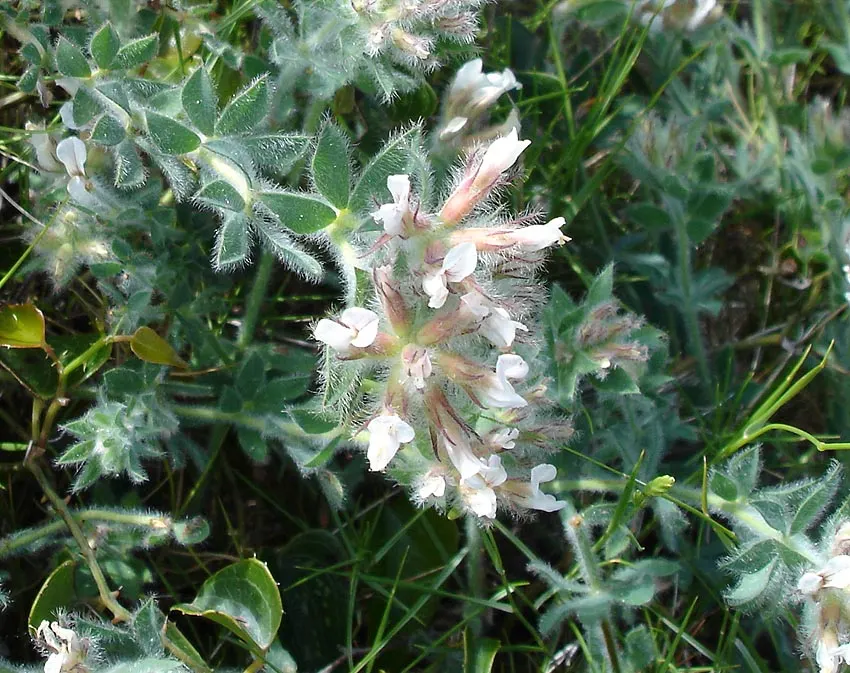Hairy Canary Flower (Dorycnium Hirsutum) — This hardy perennial is well-loved for its fine