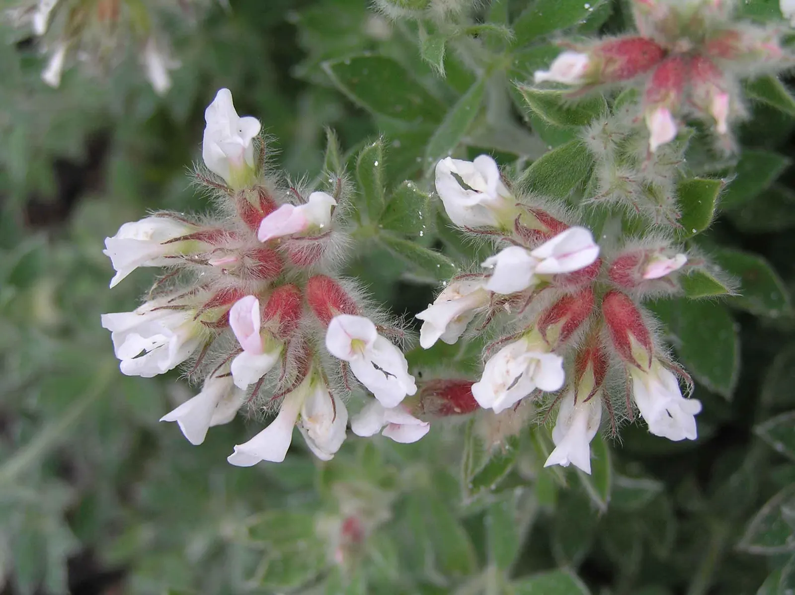 Hairy Canary Flower (Dorycnium Hirsutum) — Each flower cluster is a subtle arrangement of tiny blooms