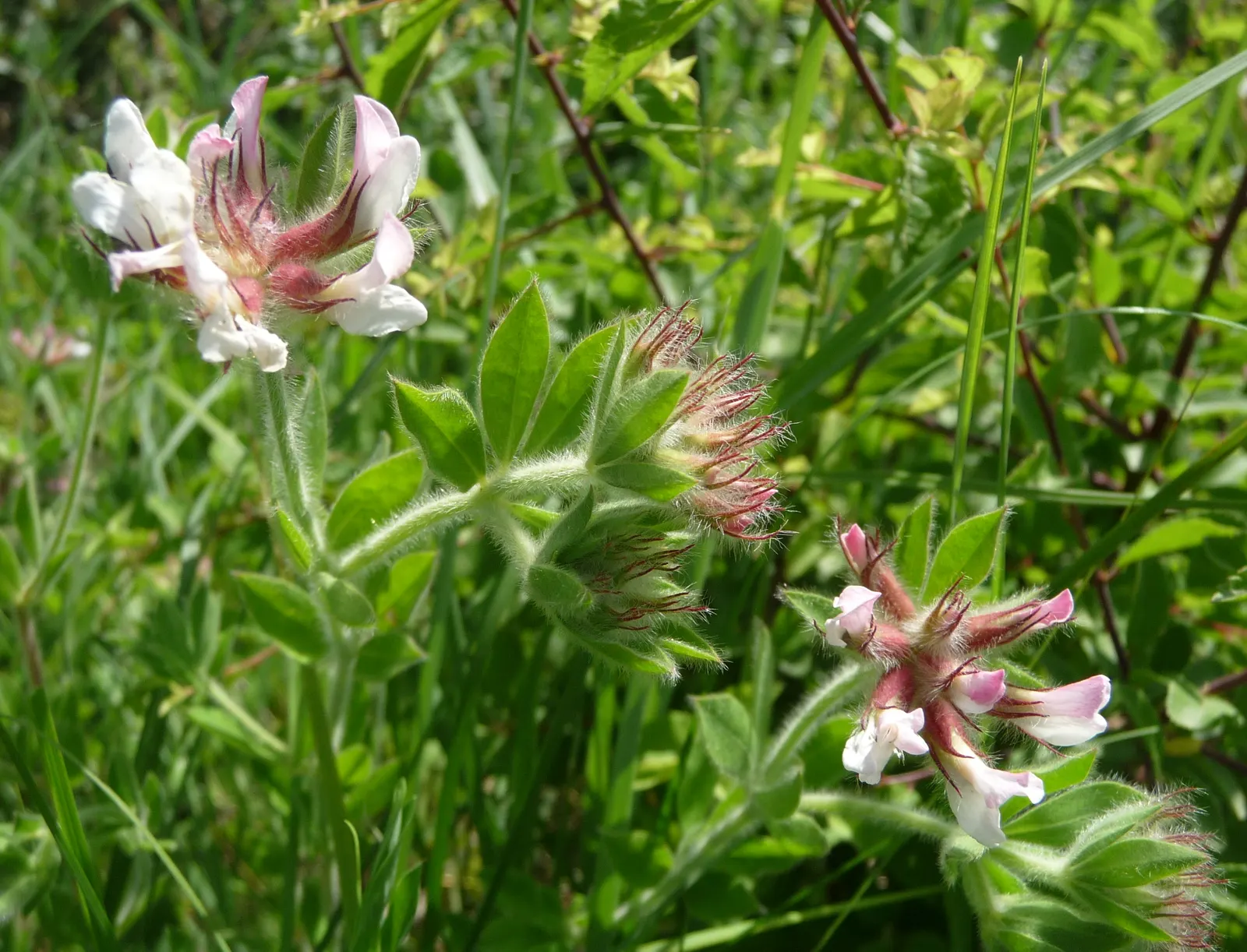 Hairy Canary Flower (Dorycnium Hirsutum) — each about 1/4 inch in diameter; valued for its charming foliage and delicate blossoms