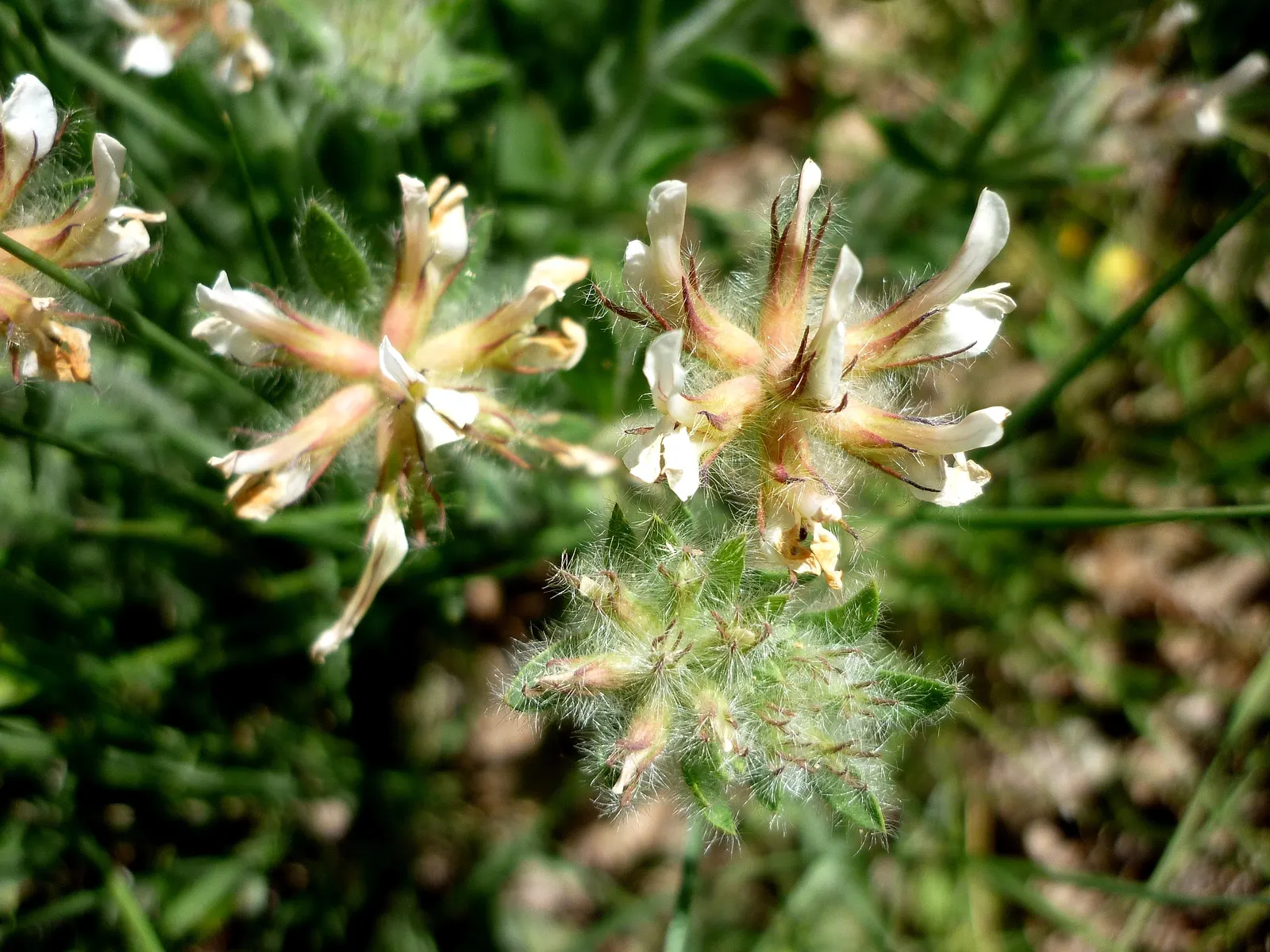 Hairy Canary Flower (Dorycnium Hirsutum) — ground cover / shrub for full