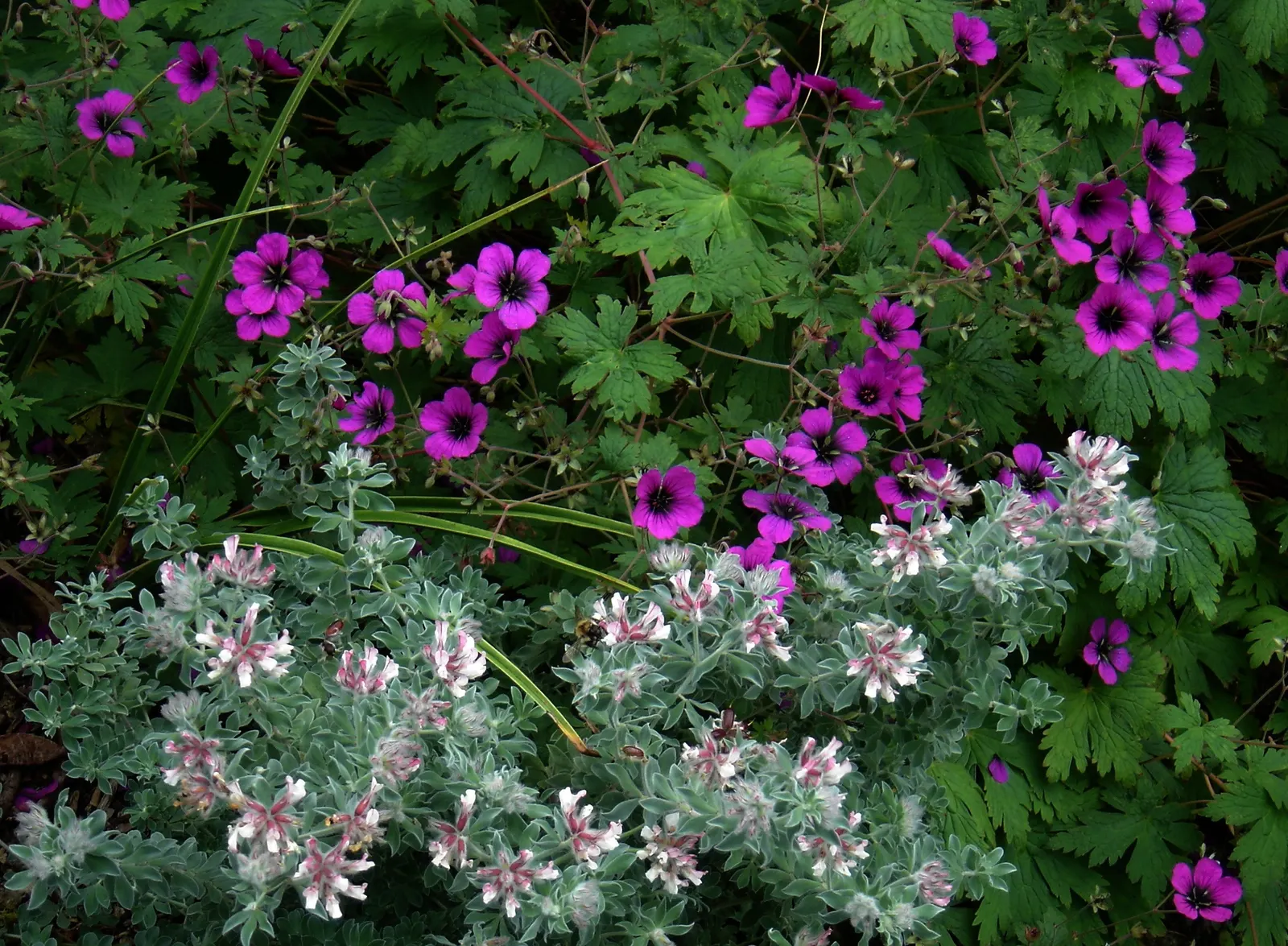 Hairy Canary Flower (Dorycnium Hirsutum) — offers a splendid and textured addition to any landscape design