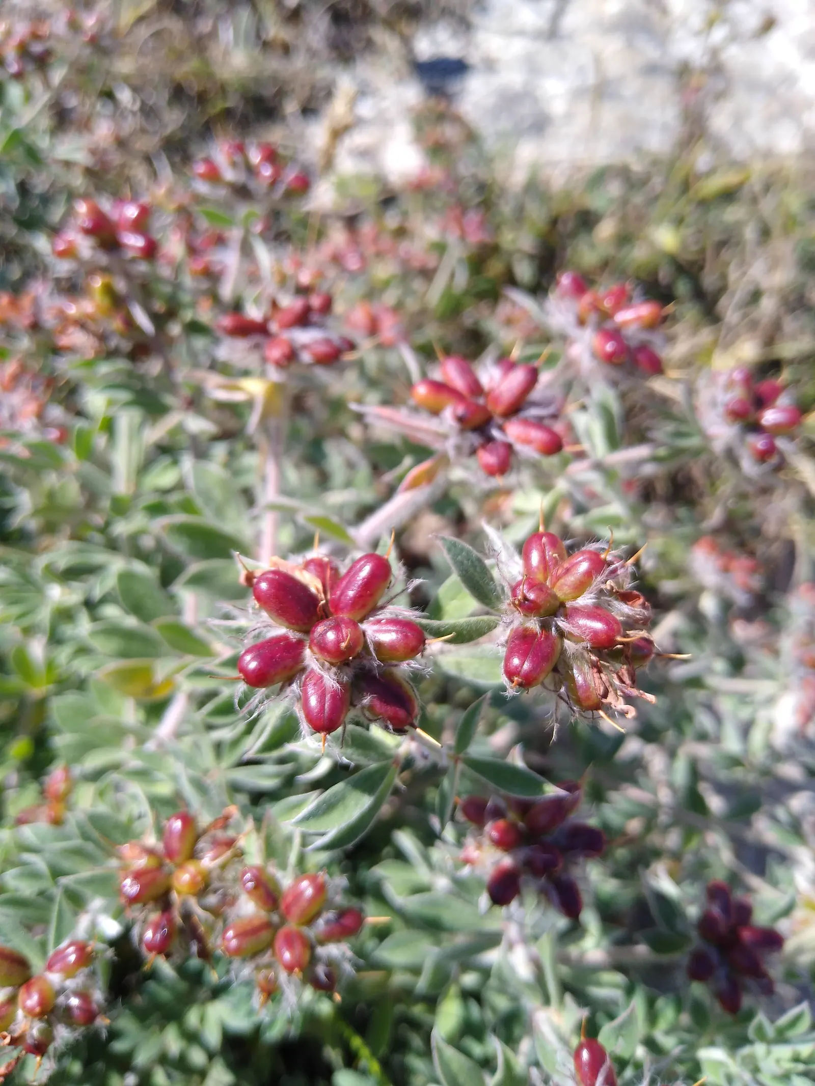 Hairy Canary Flower (Dorycnium Hirsutum) — though it thrives best in well-drained; making it a superb choice for ground cover
