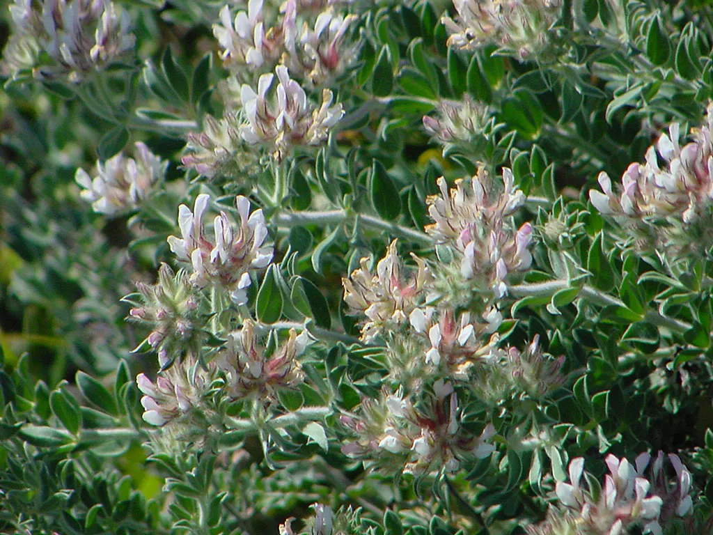 Hairy Canary Flower (Dorycnium Hirsutum) — making it a superb choice for ground cover; though it thrives best in well-drained