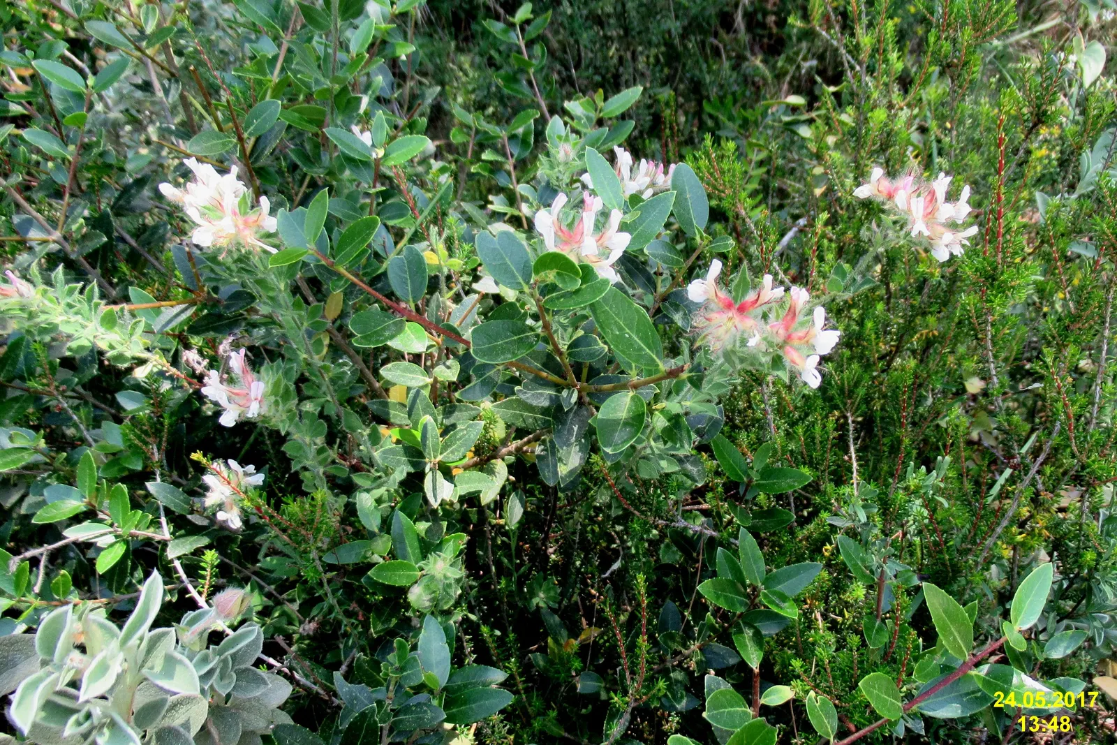 Hairy Canary Flower (Dorycnium Hirsutum) — This plant features petite, silvery-gray leaves and dense, woolly stems, giving it a hirsute appearance