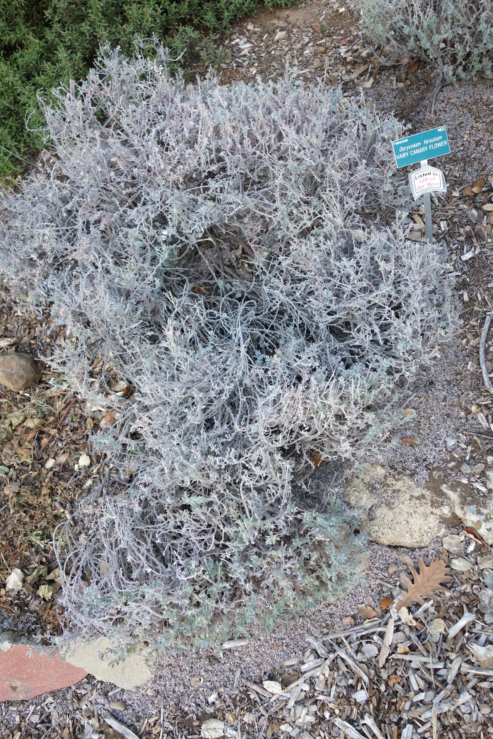 Hairy Canary Flower (Dorycnium Hirsutum) — This hardy perennial is well-loved for its fine; frothy appearance.<br><br>Characterized by its mounding habit