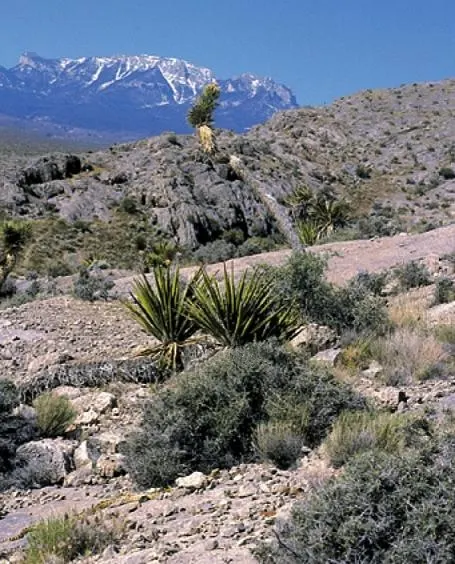 Mohave Yucca (Yucca Schidigera) — shrub for full or half; enhancing the biodiversity of your garden
