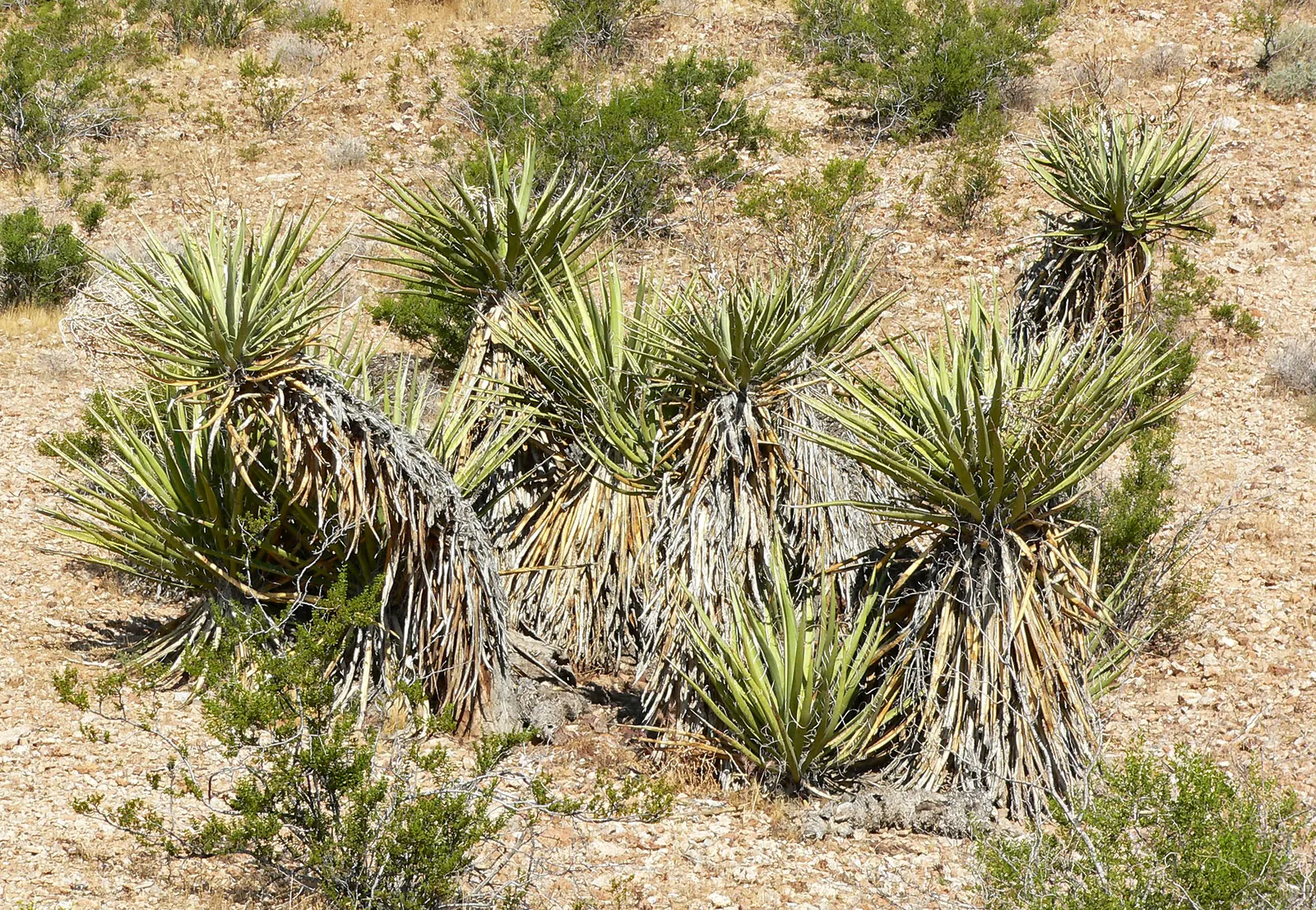 Mohave Yucca (Yucca Schidigera) — enchanting onlookers and attracting pollinating moths; reaching 5 to 16 feet tall, image 77