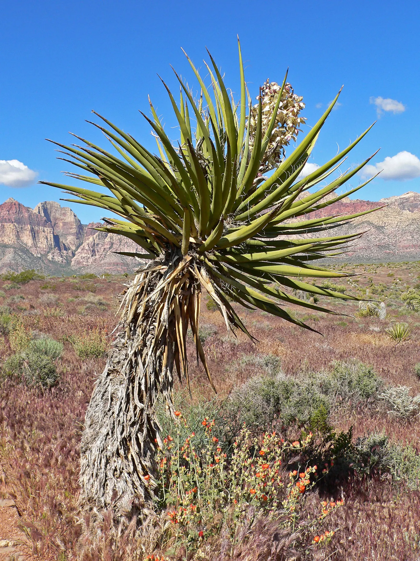 Mohave Yucca (Yucca Schidigera) — featuring pointed tips and fibrous margins; reaching 5 to 16 feet tall