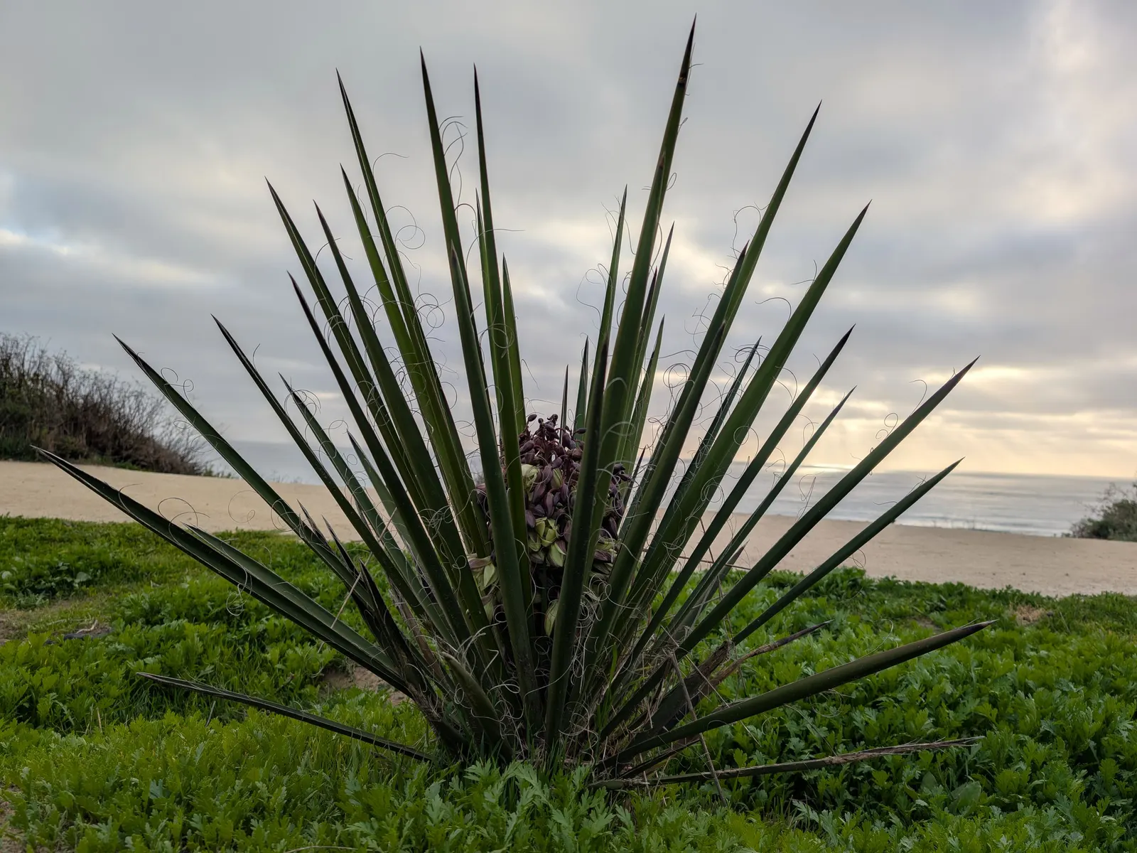 Mohave Yucca (Yucca Schidigera) — and a distinctive vertical growth habit; an infrequent yet deep watering regimen best suits this plant, image 59