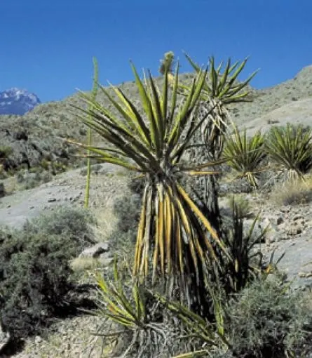 Mohave Yucca (Yucca Schidigera) — The Mojave Yucca (Yucca schidigera)