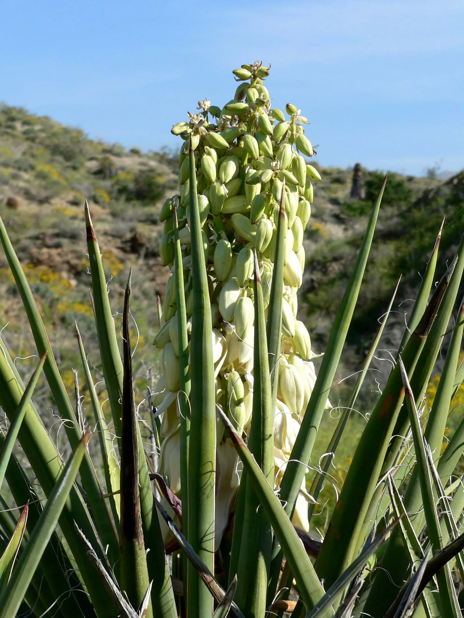Mohave Yucca (Yucca Schidigera) — Spectacular, bell-shaped white or cream flowers bloom in spring on 3-foot panicles, attracting pollinators; reaching 5 to 16