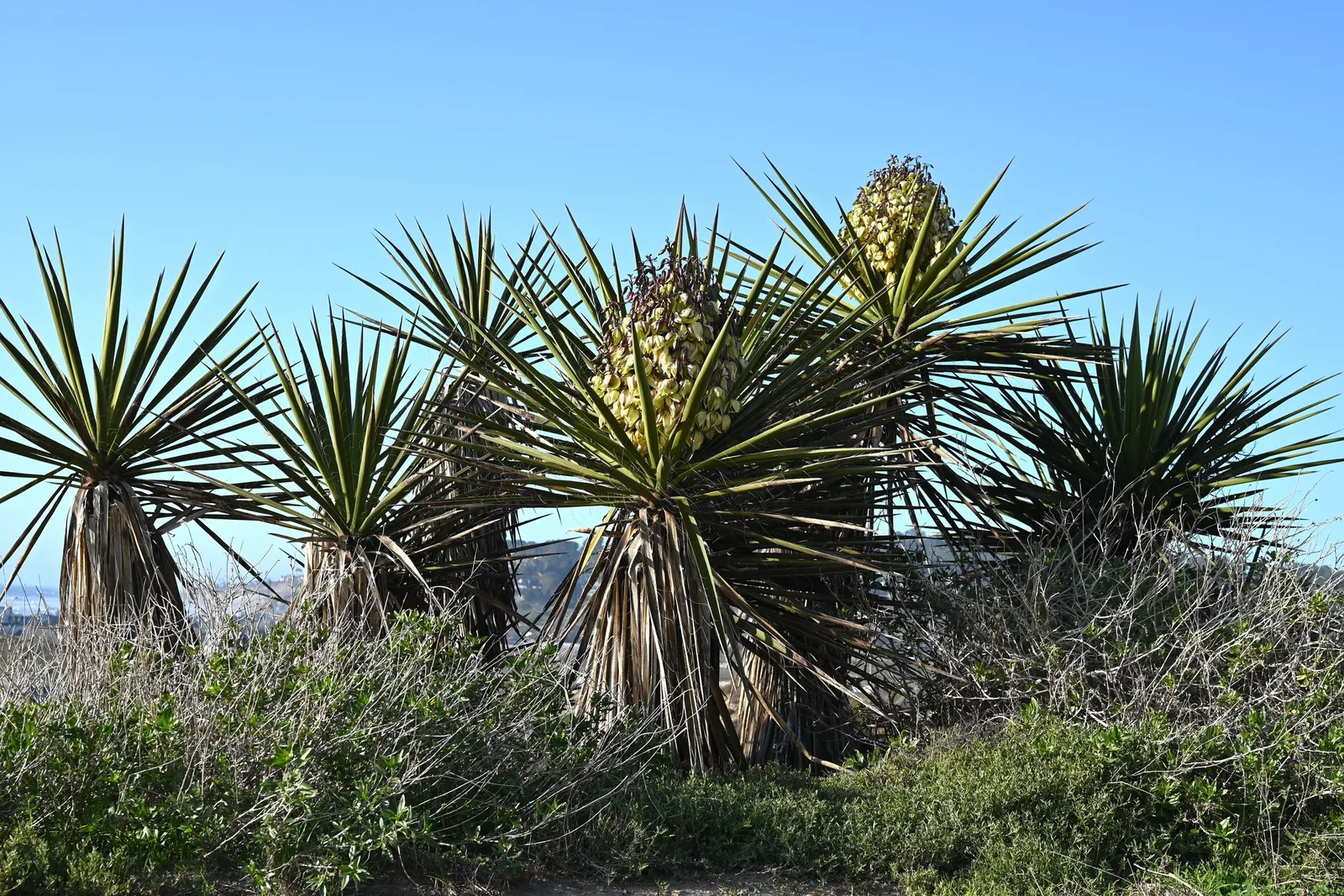 Mohave Yucca (Yucca Schidigera) — The Mohave Yucca, or Yucca schidigera, is a resilient evergreen shrub native to the deserts of the Southwest, image 85
