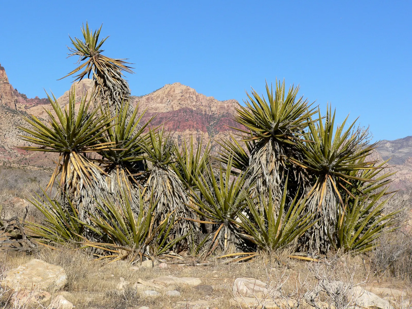 Mohave Yucca (Yucca Schidigera) — It boasts a rosette of rigid; sword-shaped leaves are typically about 1.5 to 2 feet long, image 86