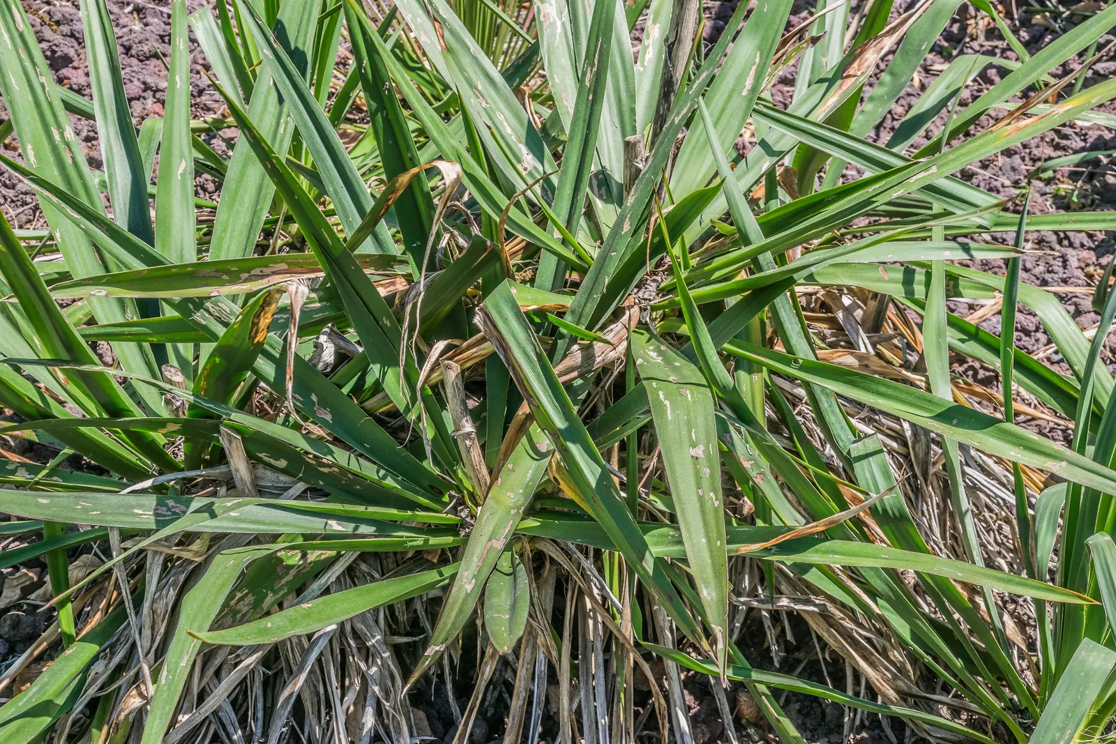 Mohave Yucca (Yucca Schidigera) — featuring pointed tips and fibrous margins; reaching 5 to 16 feet tall, image 69