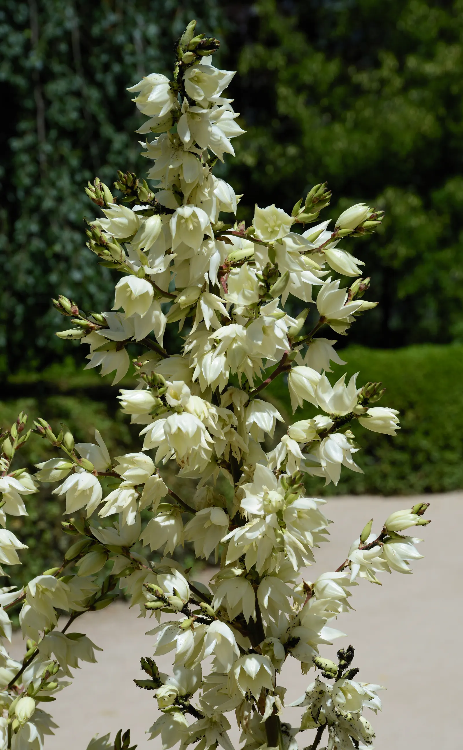 Mohave Yucca (Yucca Schidigera) — note that its sharp leaves should be placed away from pedestrian pathways; an infrequent yet deep watering, image 79