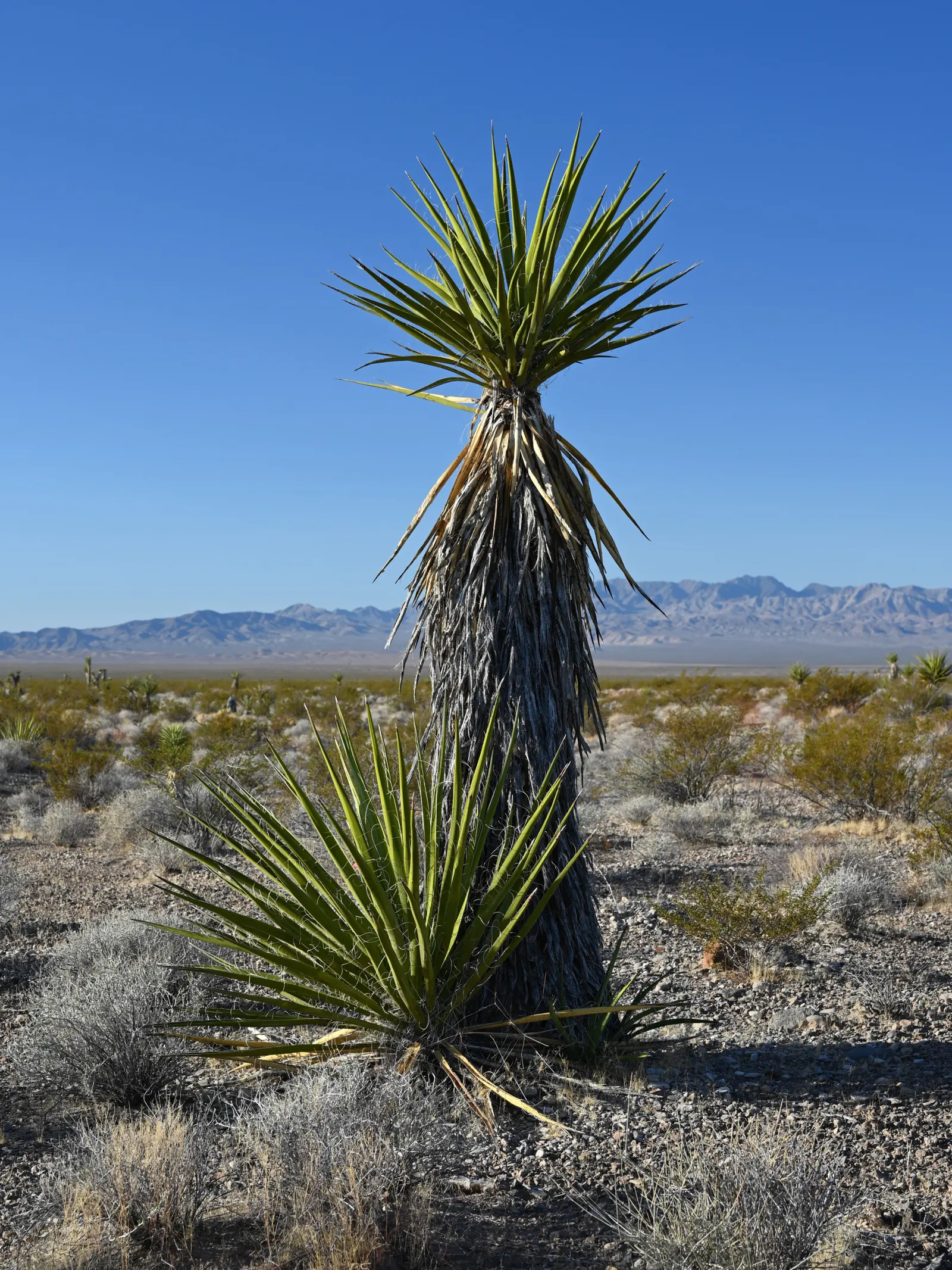 Mohave Yucca (Yucca Schidigera) — arranged in a dense rosette; enhancing the biodiversity of your garden, image 68