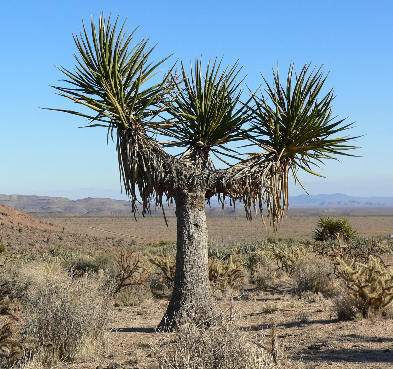 Mohave Yucca (Yucca Schidigera) — and a distinctive vertical growth habit