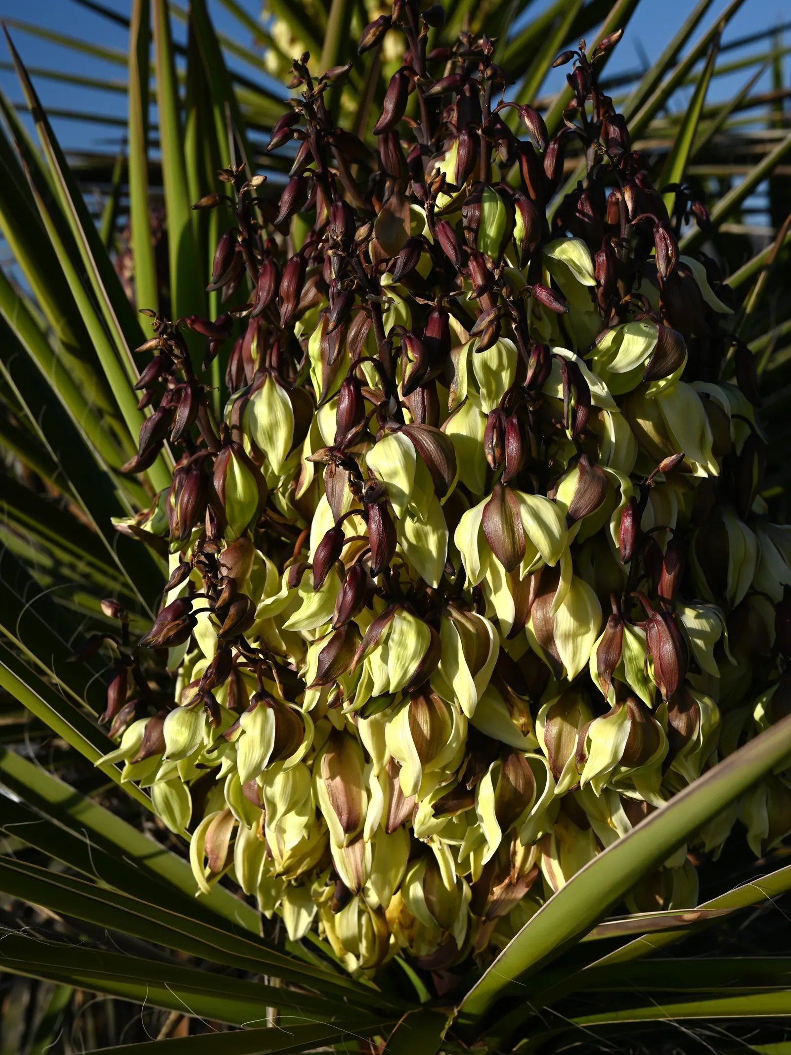 Mohave Yucca (Yucca Schidigera) — When considering this plant for landscape design; sword-shaped leaves are typically about 1.5 to 2 feet long
