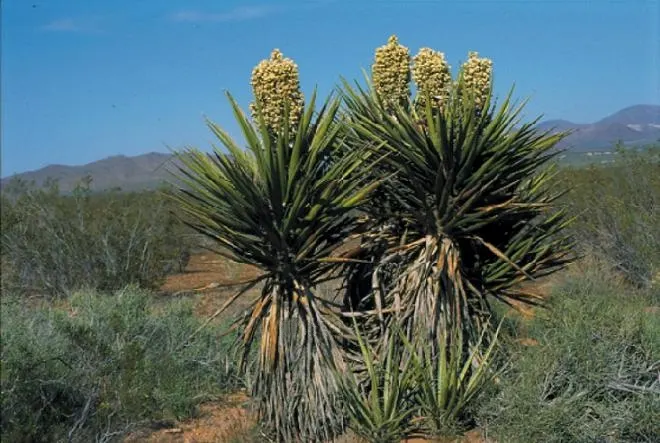 Mohave Yucca (Yucca Schidigera) — Ideal for xeriscaping, it requires minimal water and thrives in full sun with well-draining soil; sword-shaped leaves are