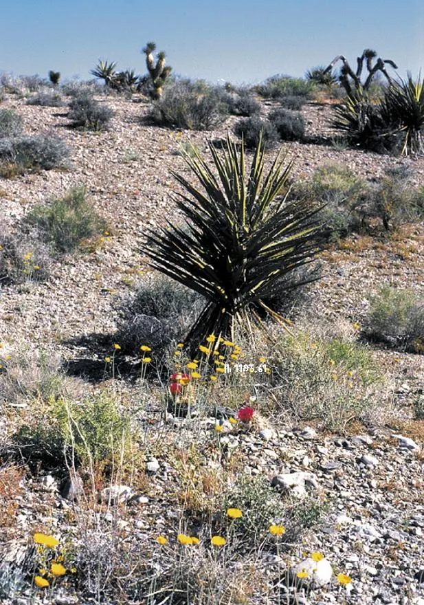 Mohave Yucca (Yucca Schidigera) — is an excellent choice for arid landscape designs; reaching 5 to 16 feet tall