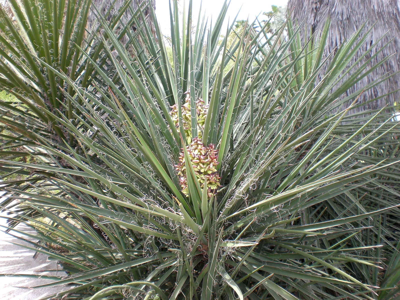 Mohave Yucca (Yucca Schidigera) — this yucca often reaches heights of 5 to 16 feet and can spread approximately 10 feet across when mature, image 66