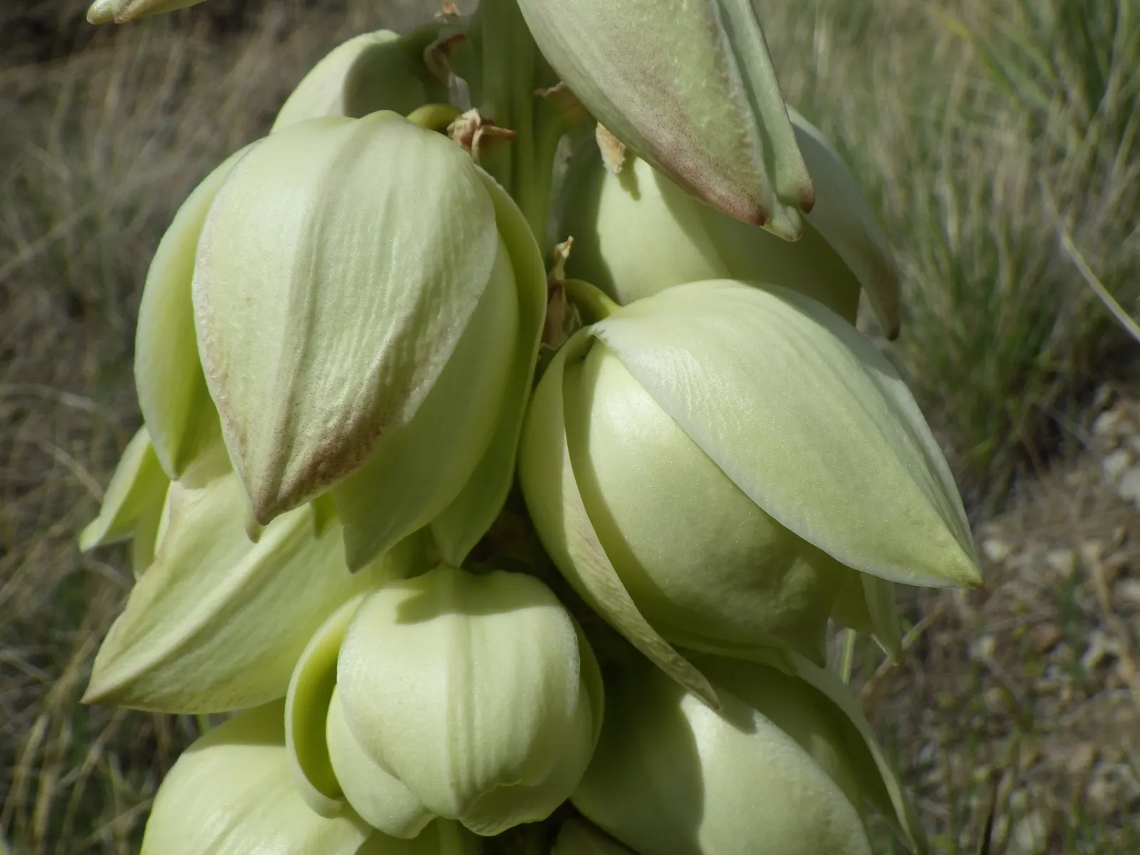 Mohave Yucca (Yucca Schidigera) — pairs well with other desert flora.<br><br>Adaptable and resilient; an infrequent yet deep watering regimen best, image 71