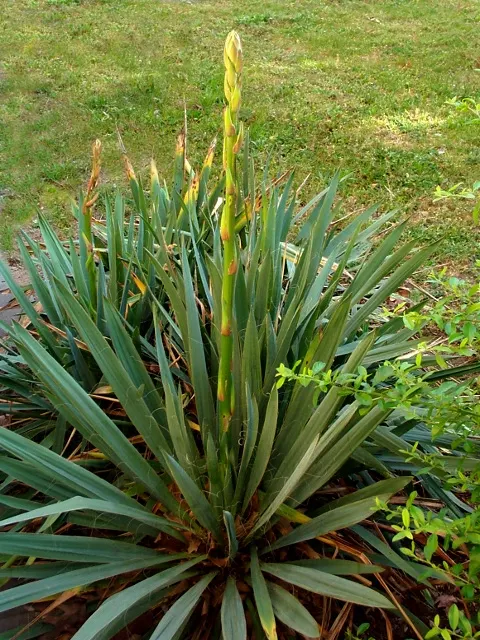Mohave Yucca (Yucca Schidigera) — reaching 5 to 16 feet tall; enhancing the biodiversity of your garden, image 60