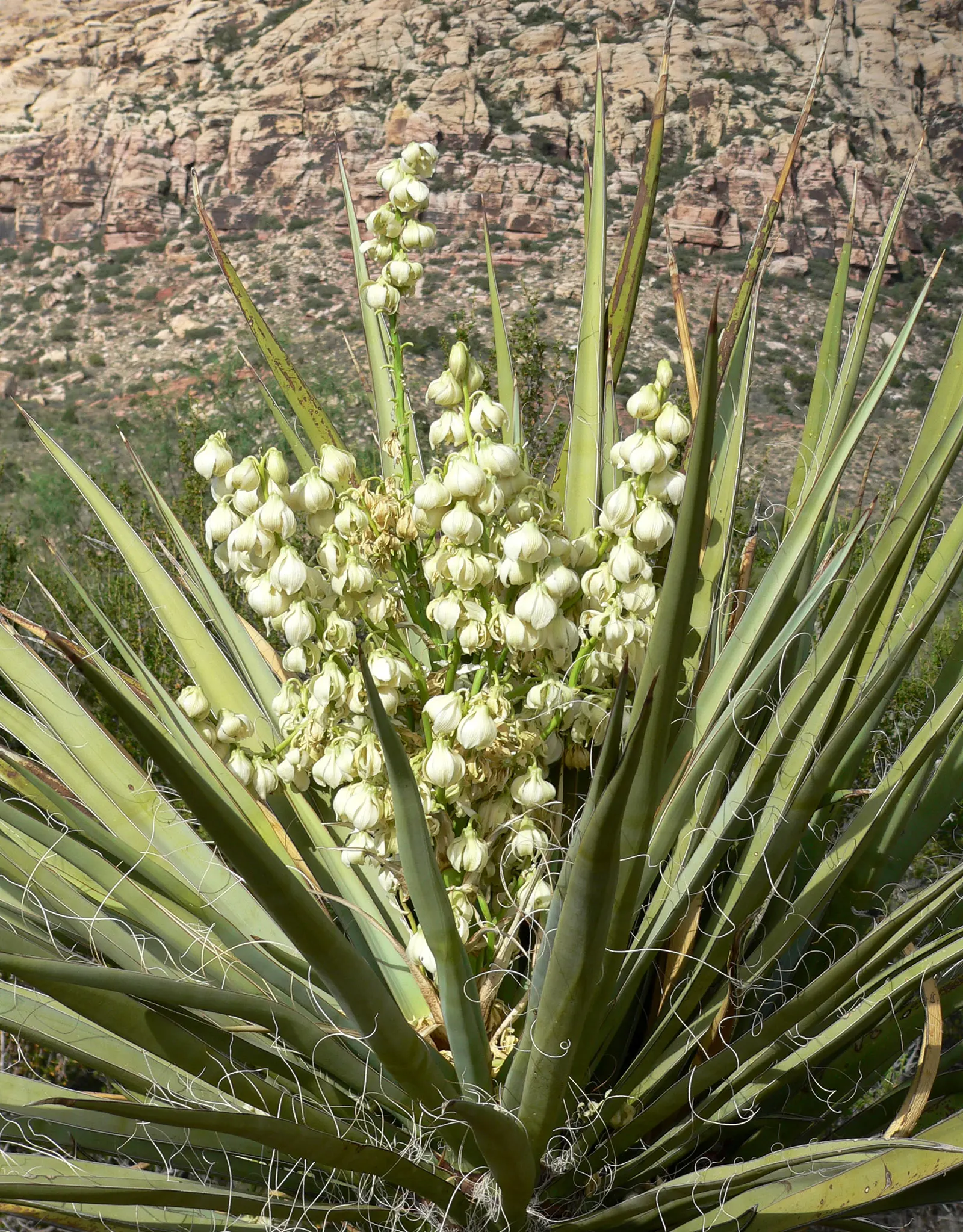 Mohave Yucca (Yucca Schidigera) — sword-shaped leaves are typically about 1.5 to 2 feet long; an infrequent yet deep watering regimen best suits, image 67